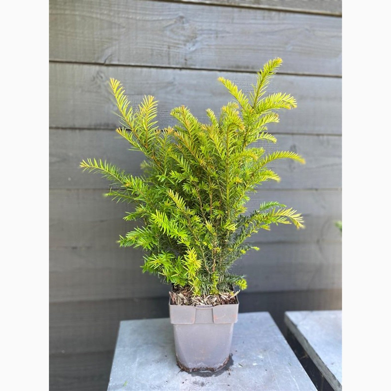 Idegran – Taxus baccata - C2 55-60 CM